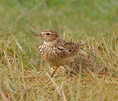 Sky Lark