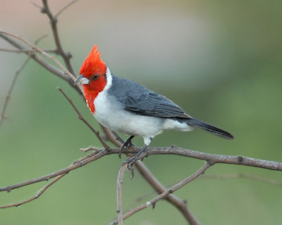 Red-crested cardinal2.jpg