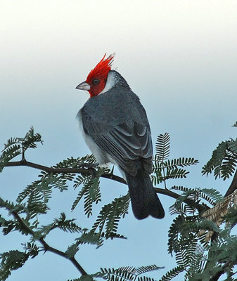 Red-crested cardinal