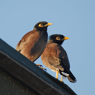 Common Myna's