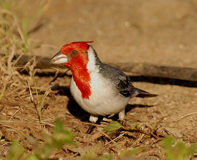 Red-crested cardinal