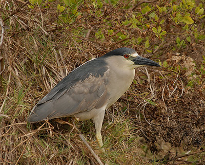 Black-crowned Night Heron