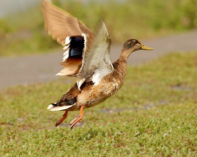 Mallard-Hawaiian Duck Hybrid