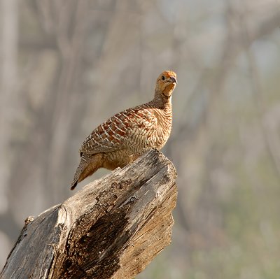 Gray Francolin