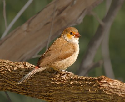 Orange-cheeked Waxbill