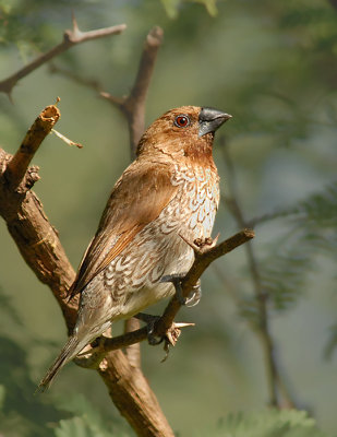 Nutmeg Mannikin (Scaly-breasted Munia)