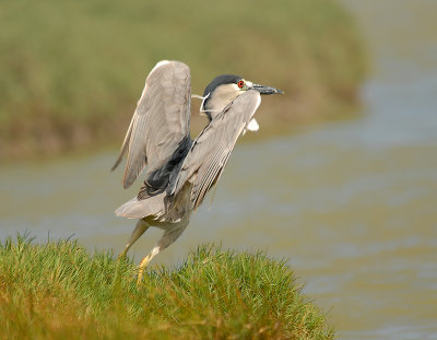 Black-crowned Night Herons on Maui