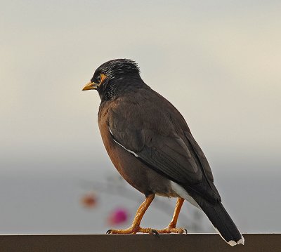Common Myna