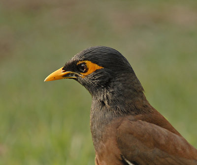 Common Myna