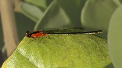 Rambur's Forktail Damselfly