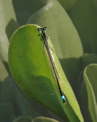 Rambur's Forktail Damselfly