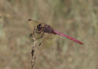 Roseate Skimmer