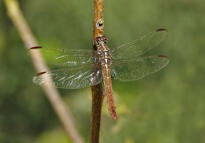 Roseate Skimmer