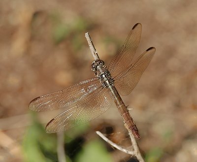 Roseate Skimmer