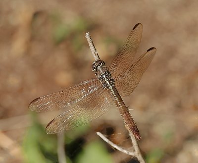 Roseate Skimmer (Female)