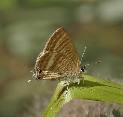 Long-tailed Blue
