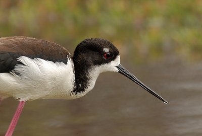 Hawaiian Black-necked Stilt