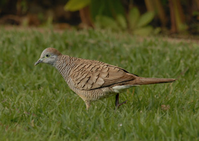 Maui Zebra Dove