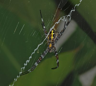 Garden Spider on Maui, Hawaii