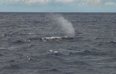 Humpback Whale