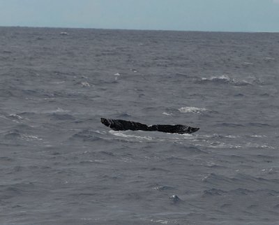 Humpback Whale