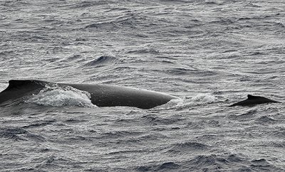 Female Humpback Whale with Calf