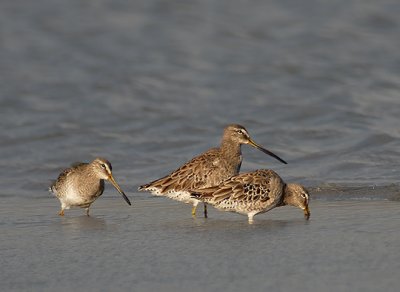 Long-billed Dowitchers on Maui