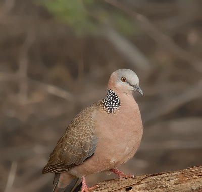 Spotted Dove on Maui