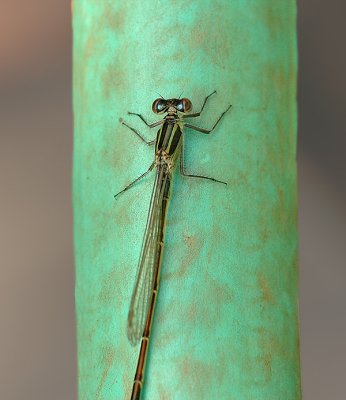 Rainbow Bluet