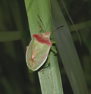 Red-shouldered Stink Bug