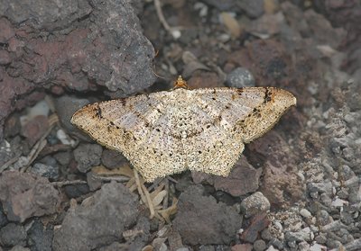 Dot-lined Angle Moth (6332)