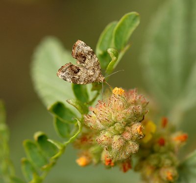 Choreutis spp. of Moth