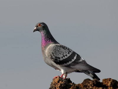 Rock Dove