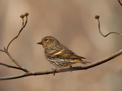 Adult Male