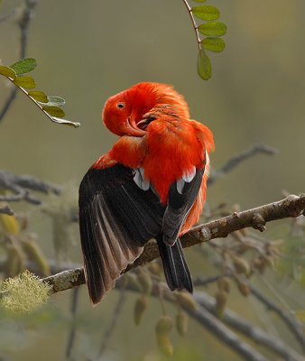 'I'iwi