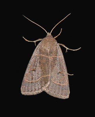 Common Oak Moth (8591)