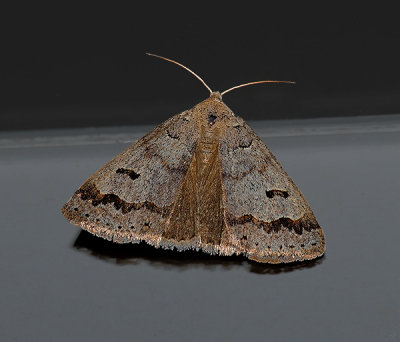Common Oak Moth (8591)