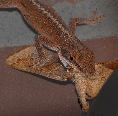 Green Anole with Oak Moth Prey