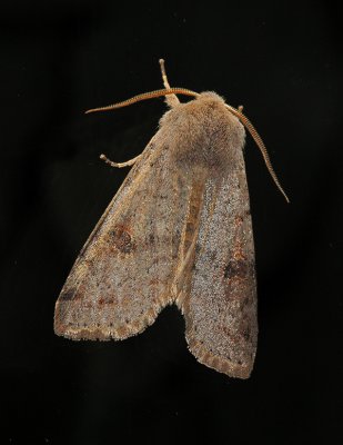 Speckled Green Fruitworm Moth (10495)