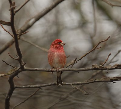 Purple Finch