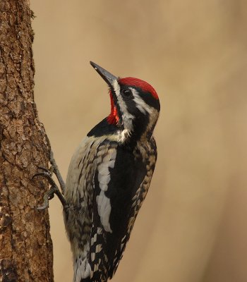 Yellow-bellied Adult Male