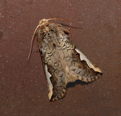 Orange-humped Mapleworm Moth (7953)