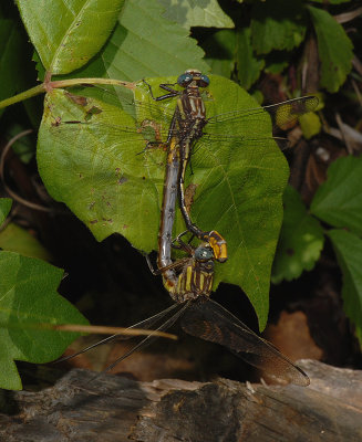 Common Sanddragons