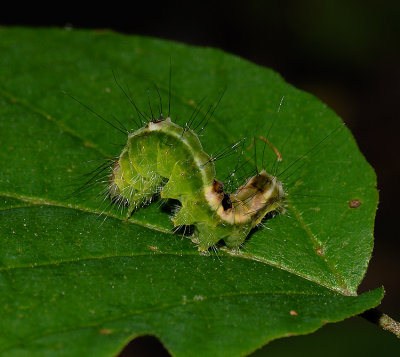 Splendid Dagger Moth Caterpillar (9226)