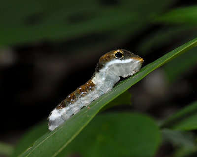 Spicebush Swallowtail Caterpillar