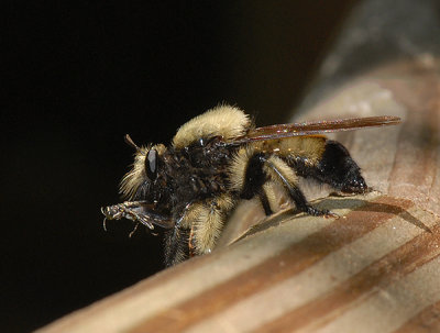 Bumble Bee Mimic (Laphria grossa)
