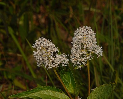 Milkweed, White