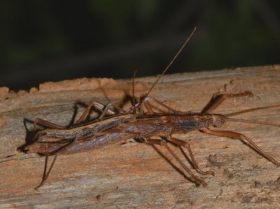 Two-striped Walkingstick