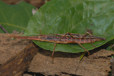 Two-striped Walkingstick