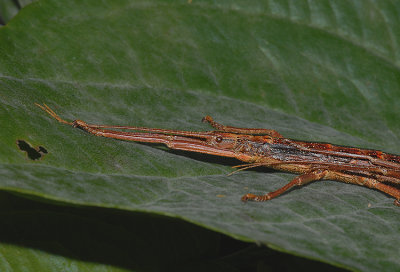 Two-striped Walkingstick